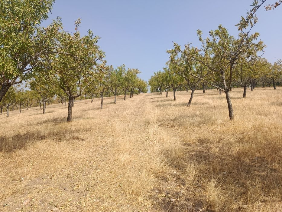 10 Hectares (100.000m2)  Terreno Agrícola Duas Igrejas Miranda do Douro, bem localizado, água e com maquinaria agrícola