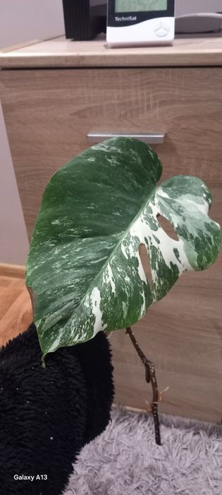 Kolekcjonerskie rośliny, duży wybór,różne ceny