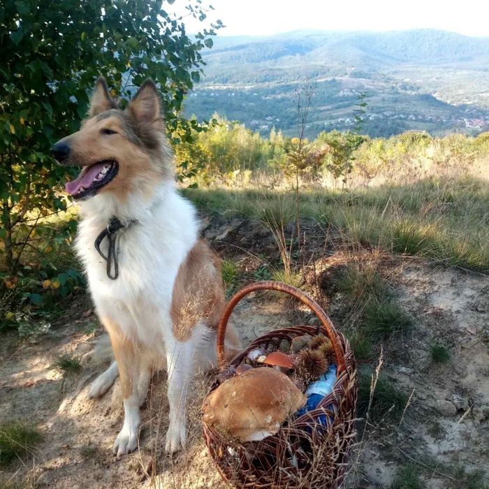 Віддам в добрі руки