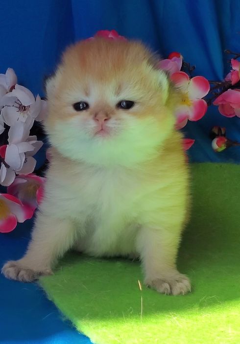Очень нежные лапульки, ручные котята золотая шиншилла