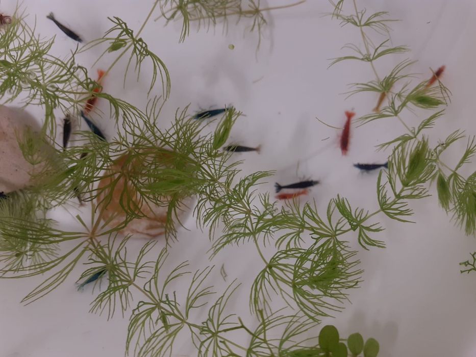 Krewetki Neocaridina - Mix kolorów