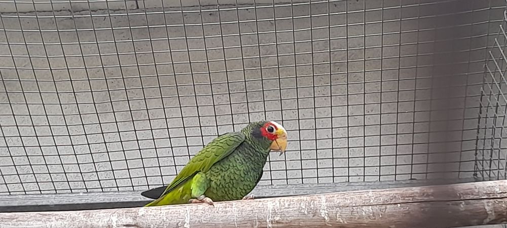 Amazona Xantholora