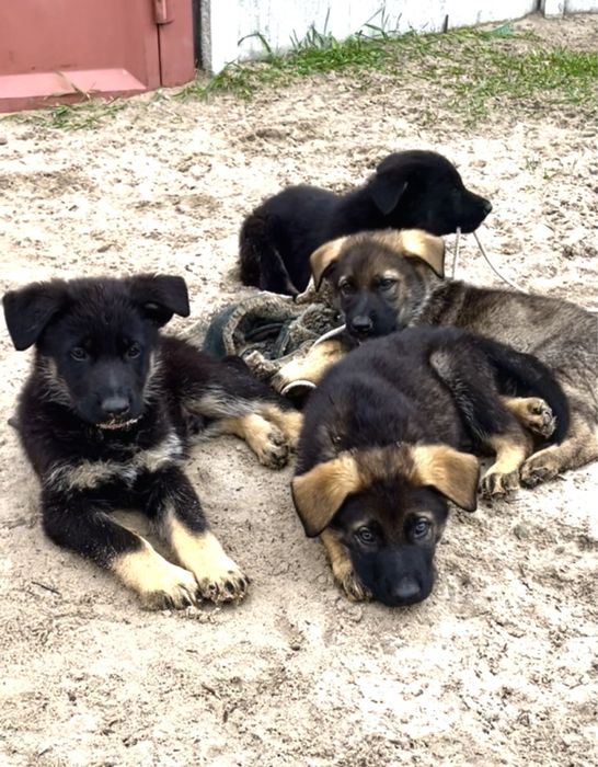 Німецька вівчарка рр КСУ