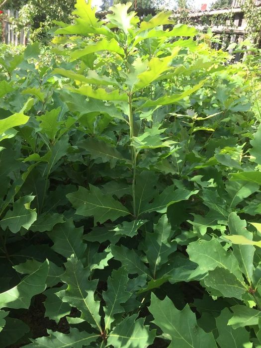 Sadzonki dębu czerwonego i zwyczajnego DO KAŻDYCH 10SZTUK 1 GRATIS