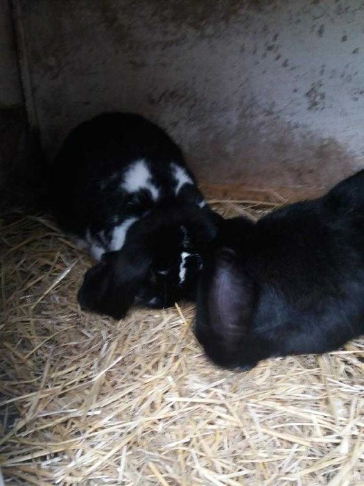 Sprzedam króliki rasy baran francuski