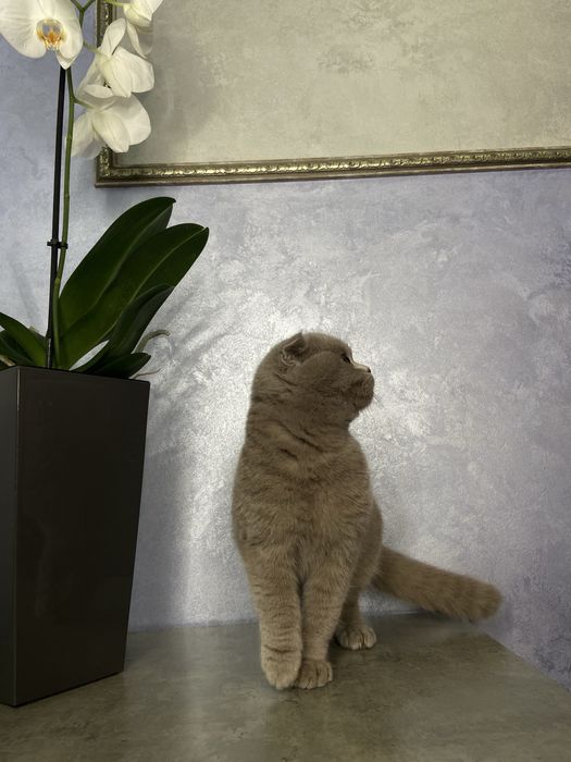 Кошенята котенята шотландські висловухі прямовухі котята