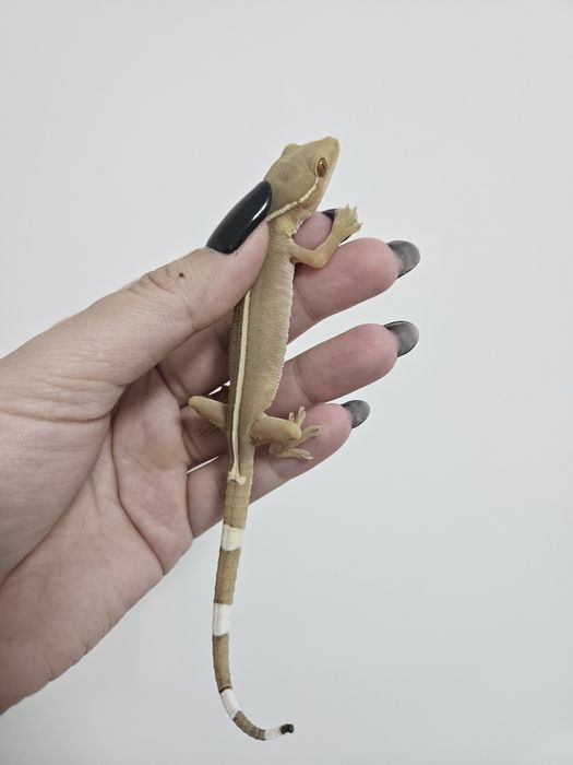 Gekko vittatus - Gekon paskowany