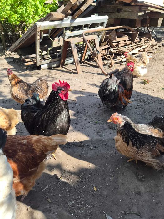 Продам декоративних кохинхинів