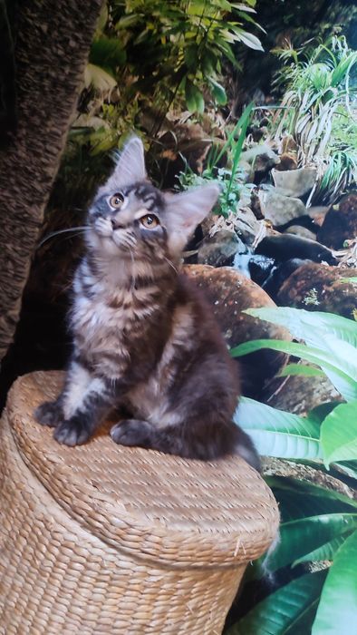 Koteczka MCO z Bluebona*Pl