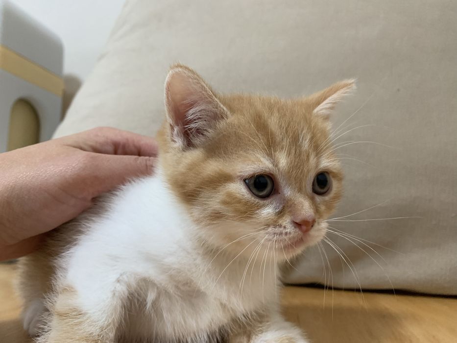 Кошенята, котята шотланські вислоухі та прямоухі