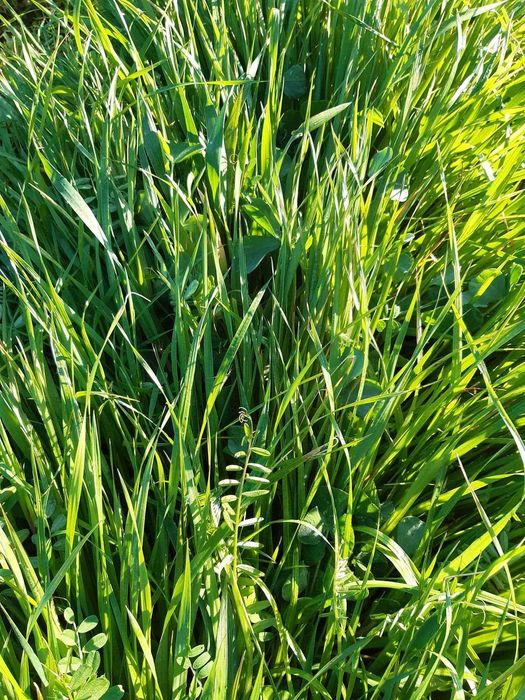 Mieszanka Gorzowska poplonowa, mieszanka jednoroczna gorzowska