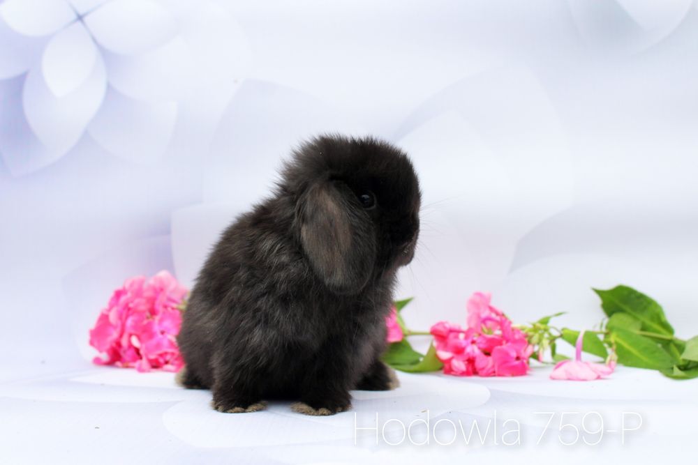 Mini lop króliki miniaturowe karzełek
