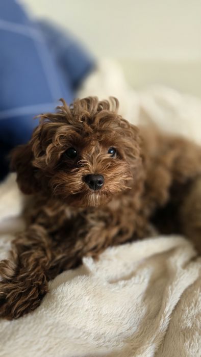 Cavapoo F1b samiec