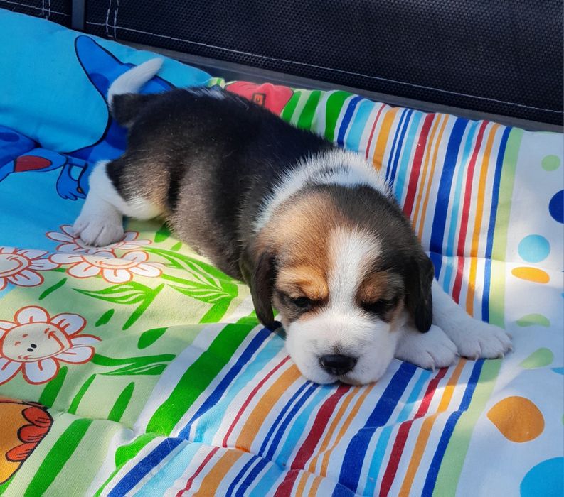 Beagle szczeniak ZKwP(FCI)