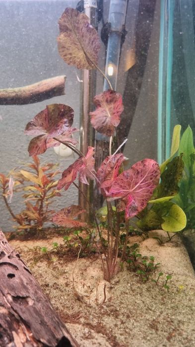 Bulbo de aquário Nymphaea Red Lotus