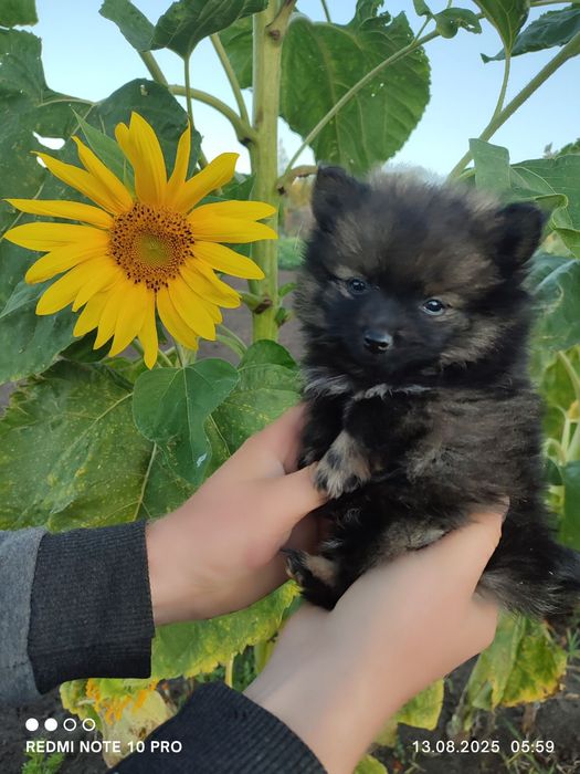 Малый шпиц, мальчики