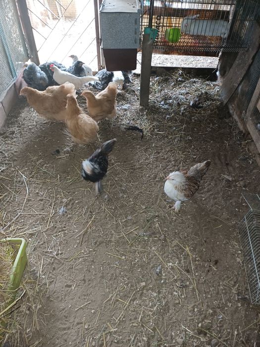 Pintos de várias raças