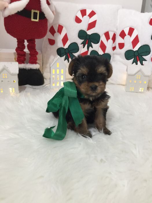 VIP Йорки — Це не просто цуценята  це любов у формі собаки