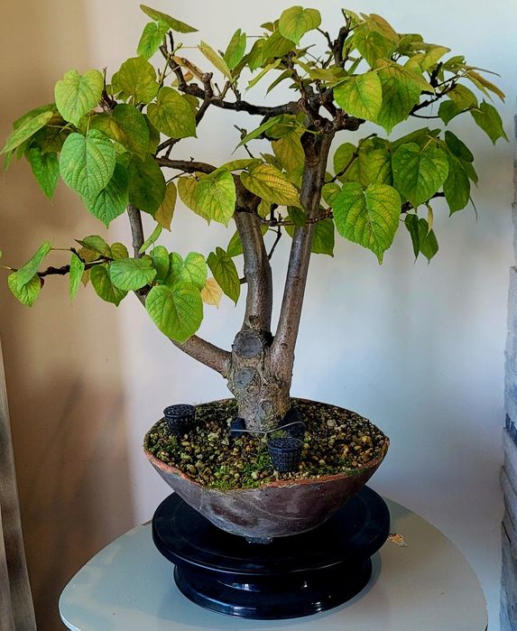 Bonsai  de tília