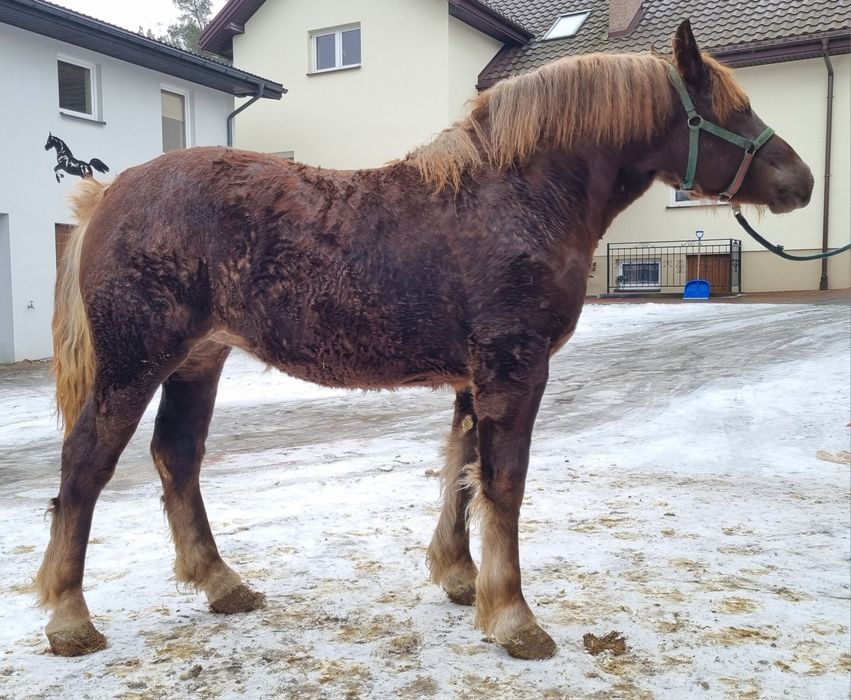 Źrebica zimnokrwista Gaja