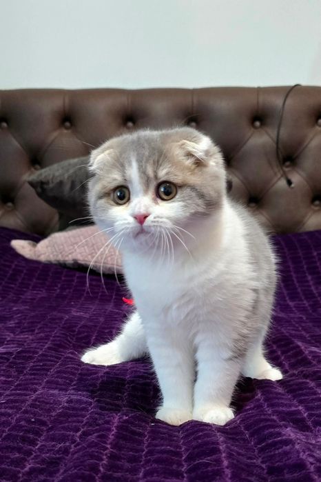 Шотландский вислоухий котёнок девочка
