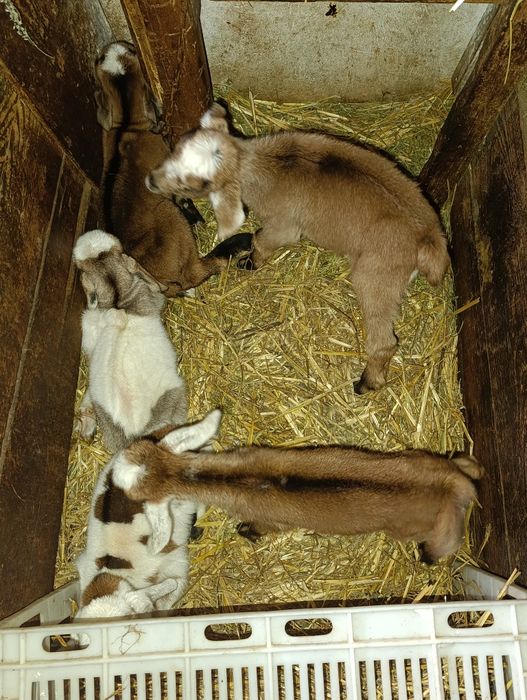 Продам  малюки 4місяціь англо нобійські гарні усі  здоровієбійц