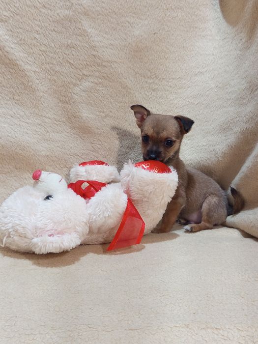 Мальчишка в ожидании семьи