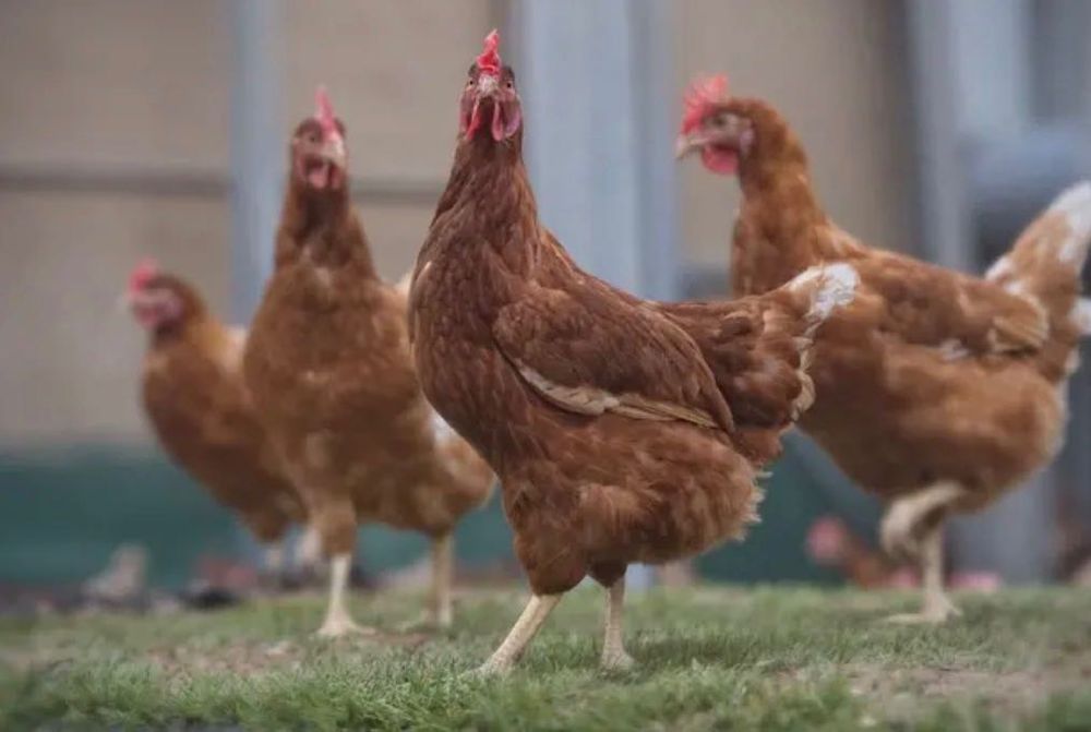 Vendo galinhas poedeiras puras