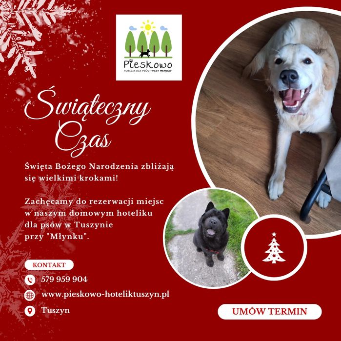 PIESKOWO Domowy  Hotel dla psów #Tuszyn#Łódź#Mandoria