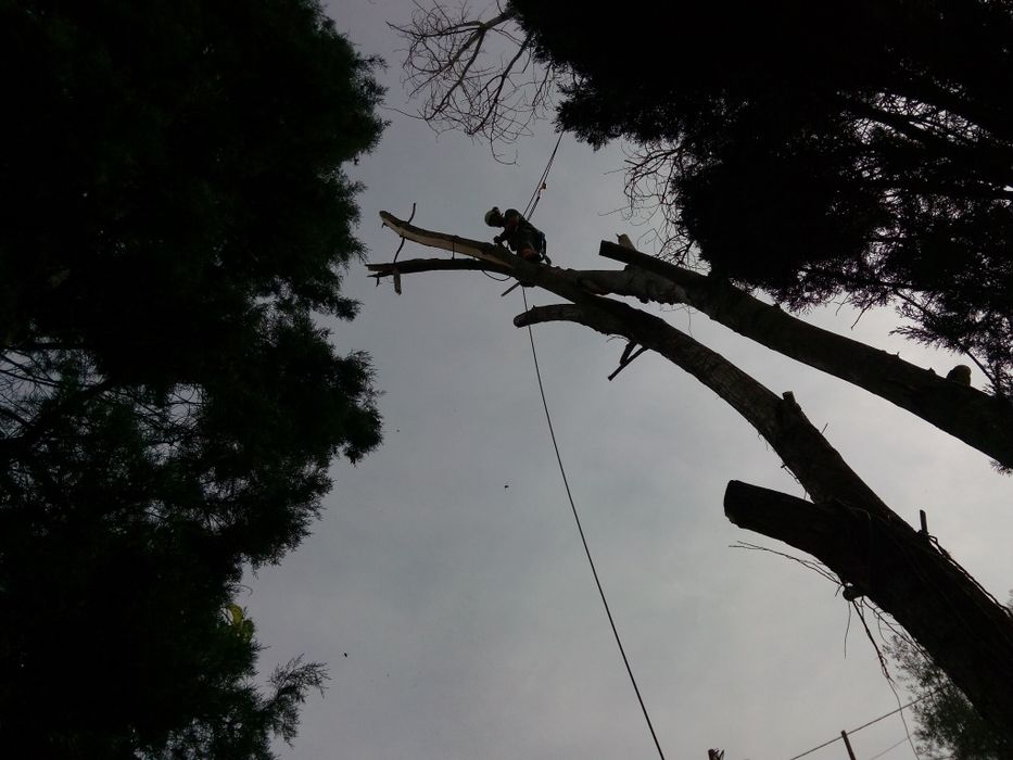 Podas / Abates / Desmatação64683974264321122