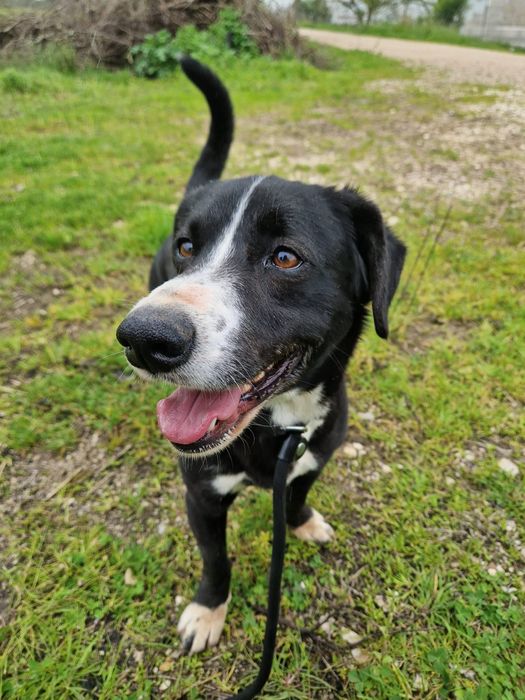 Zorro - cão medio para adoção