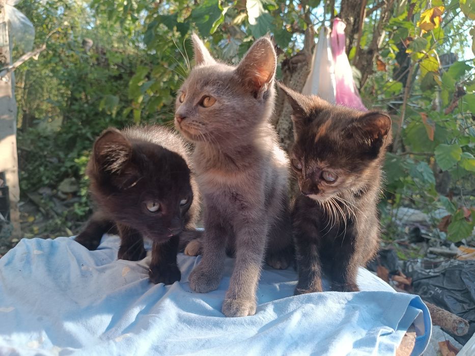 Кошенята віддам в добрі руки