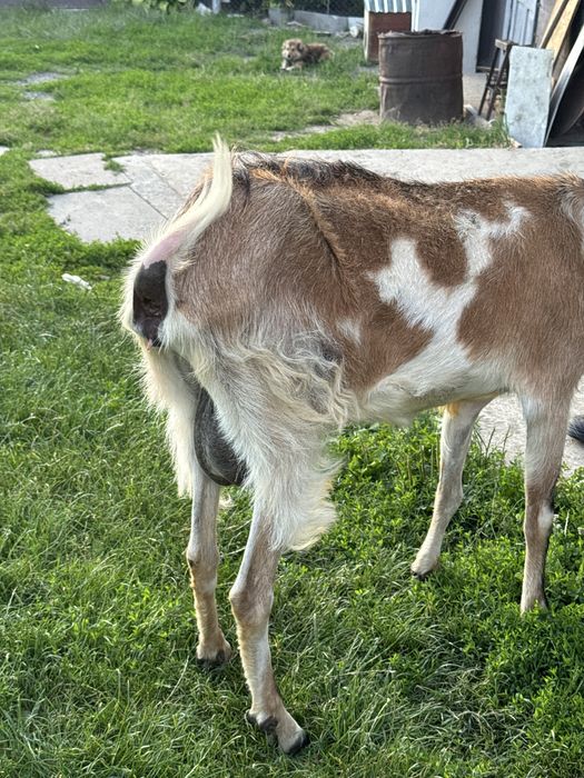 продам козу молочну