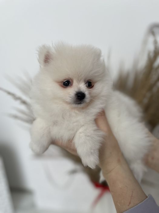 Померанські шпіци — Ці хлопчики змінять ваше життя