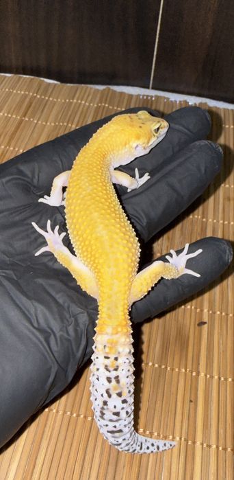 Młode gekony lamparcie