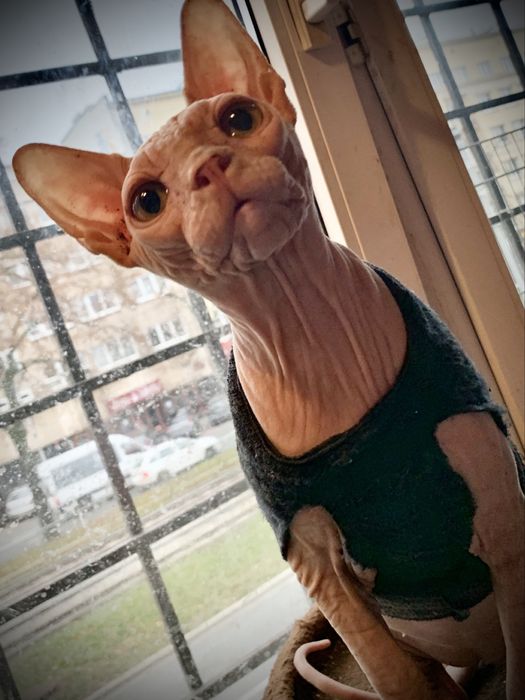 Likwidacja hodowli SPH kochana wspaniały charakter kontaktowa • NAJ!