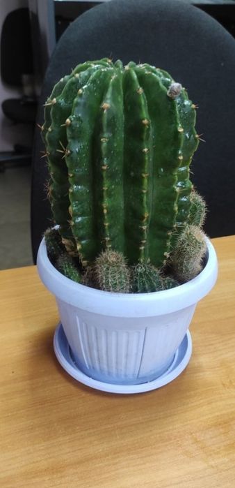 Кактус красивый цветущий цветок ,цветы как на фото