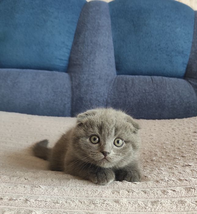 Шотландські висловухі кошенята. (Шотландские вислоухие котята)