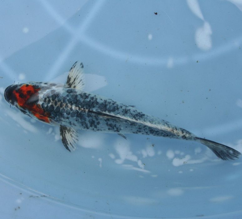 KARP KOI-Ryby karaś orfa lin tołpyga amur sandacz miętus pstrągWysyłka