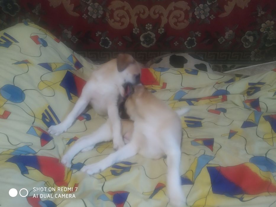Отдам в добрые руки!!