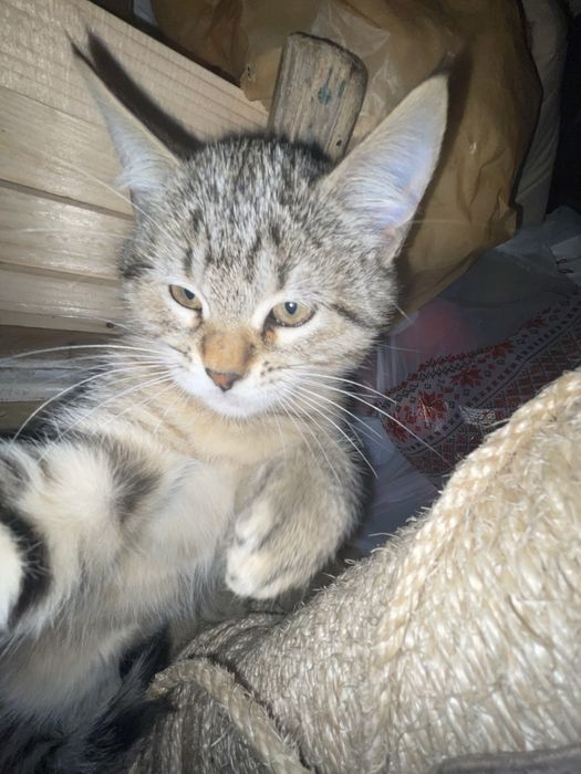 Кошенята від шотландської весловухої