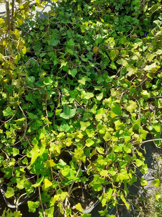 Bluszcz Hedera Helix, zimozielony, różne wielkości, wysyłam.