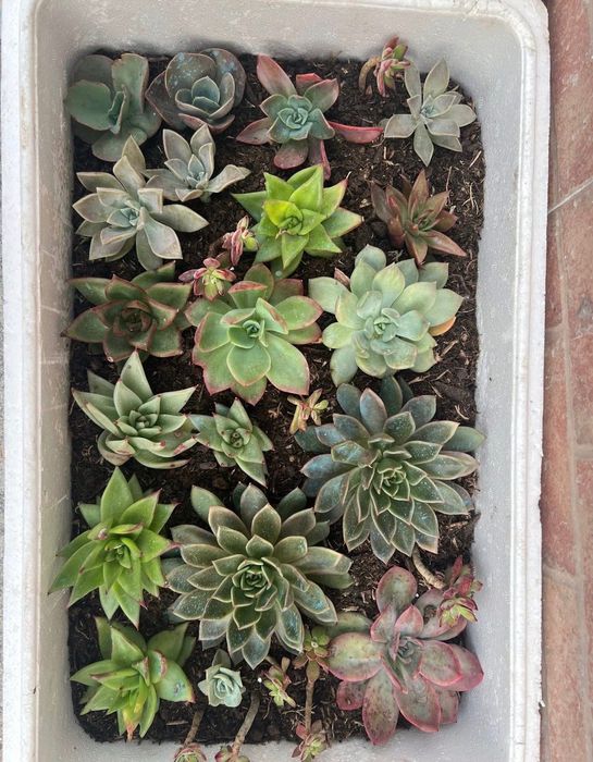 Suculentas Caixinhas “aprendiz”  Caixas com 20 suculentas de diversas variedades. (Sortidas)  20 suculentas 20€ ( sai 1€ cada)