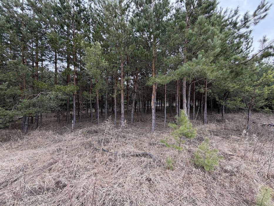 Продам ділянку під забудову в лісі 12,5 соток с. Бобриця, без %