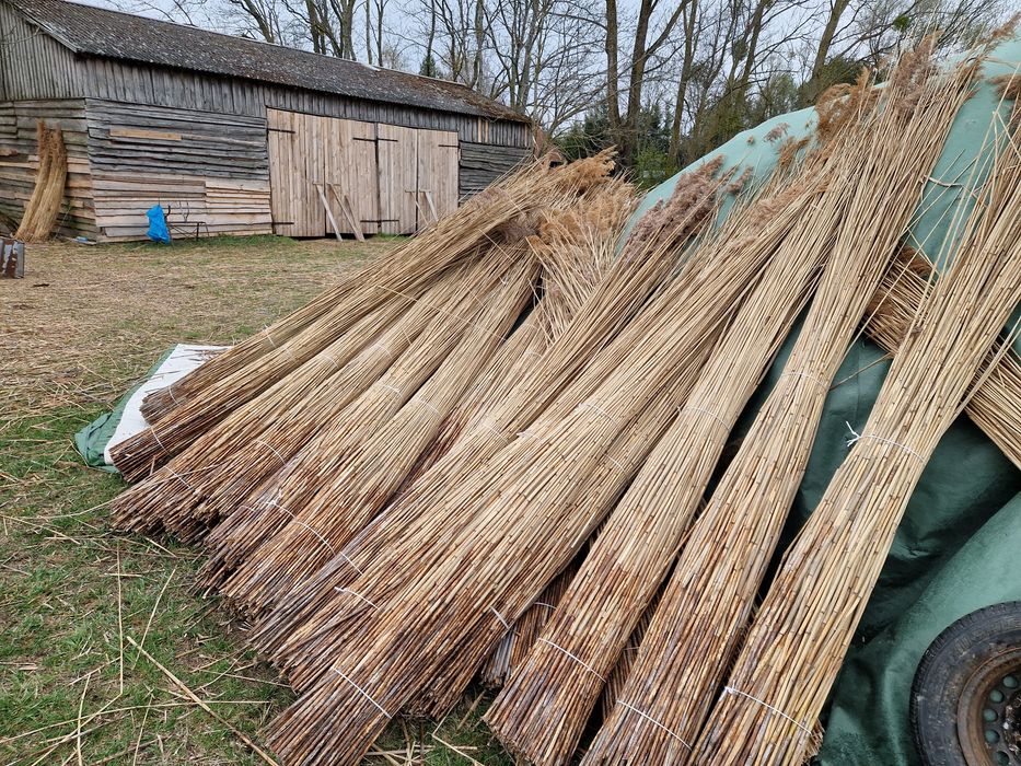 Trzcina murarka ogrodowa Trzcina gruba pszczoły rurki