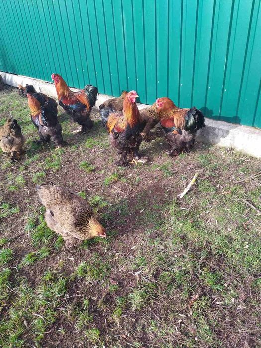 Кури Брама продам