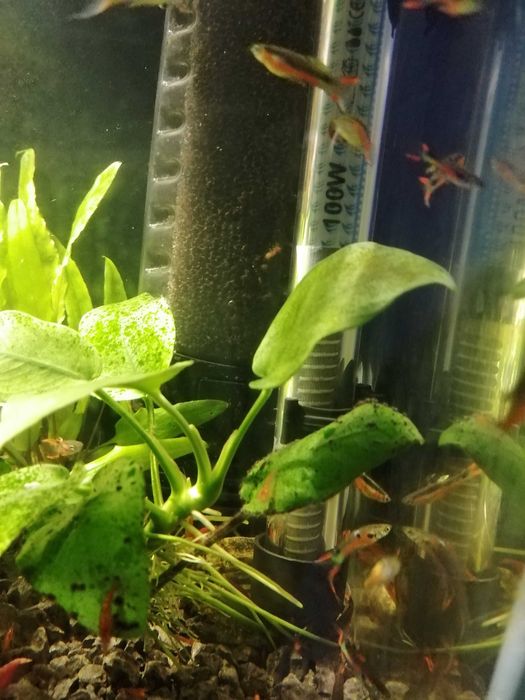 Krewetki na kranówce głównie czerwone