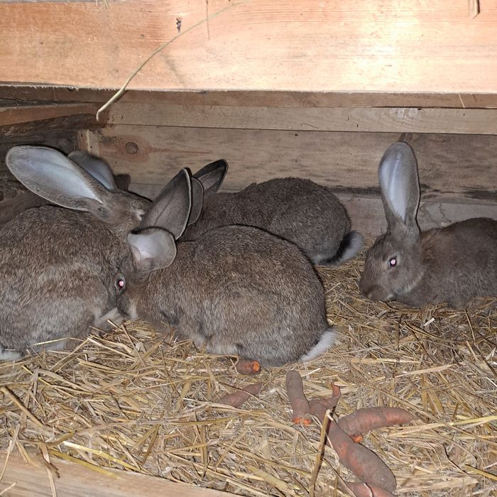 Sprzedam króliki lub zamienię