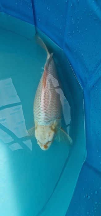 Carpa koi com 41cm