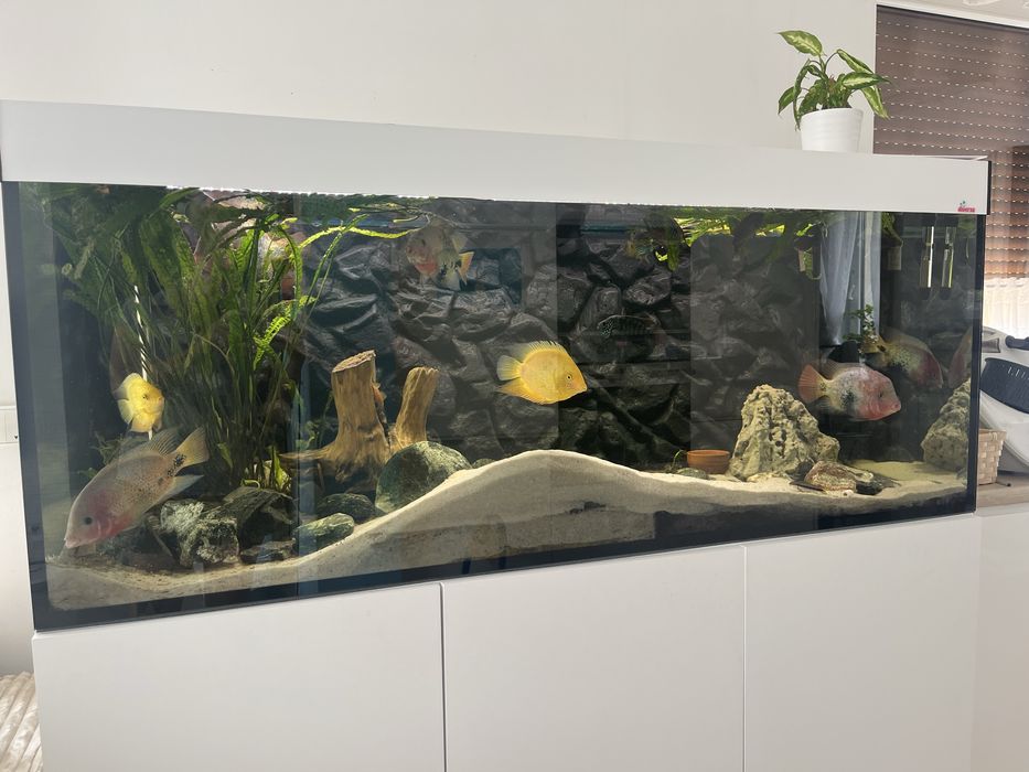 Akwarium diversa ok. 600 l 160/60/60 plus szafka pokrywa ryby filtr